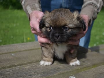 Tibetansk spaniel · Rødby · Askim's
