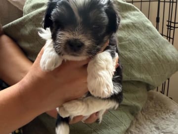 Mix - Maltese/Shih Tzu/Lhasa Apso · Malmö · Kristina Petkovska L.