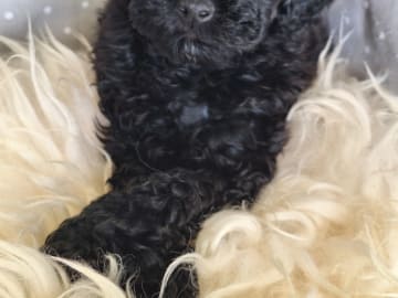 Pudel, dvärg · Upplands väsby · Ingen kennel