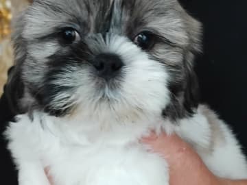 Shih tzu · Linköping · David K.