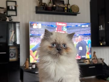 Ragdoll · Varberg · Abdulelah A.