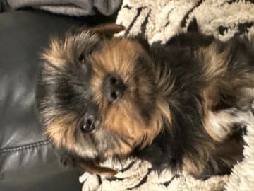 Yorkshire terrier · Porsgrunn · Unn-Lisbeth Iversen