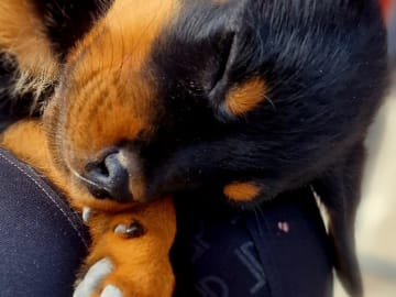 Rottweiler · Klippan · Manfield Farm