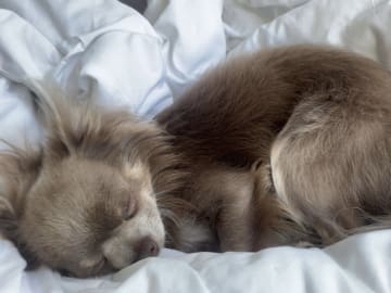 Milo