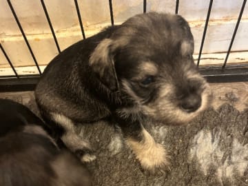 Dvärgschnauzer · Hallsberg · Small block