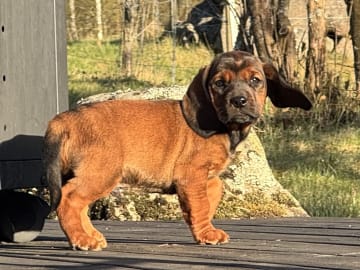 Alpenländische Dachsbracke · Tibro · Karlsberg Bracke Kennel