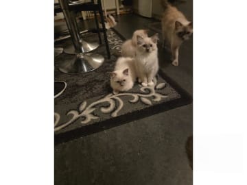 Ragdoll · Vårby · SE*Ragsu's