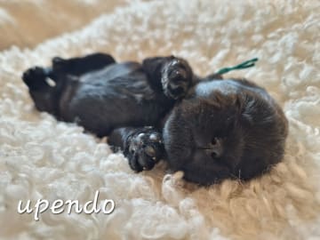Affenpinscher · Elverum · Hege Kristin Nilsen