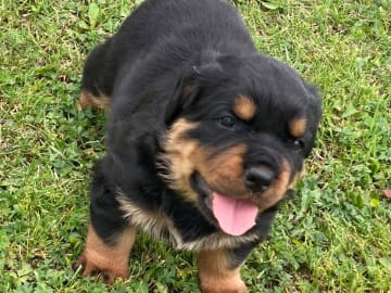 Rottweiler · östervåla · Dexline's