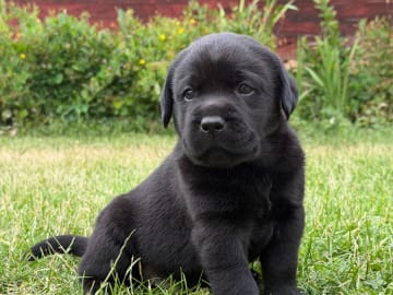 Labrador retriever · Vagnhärad · Unbridled Unicorn