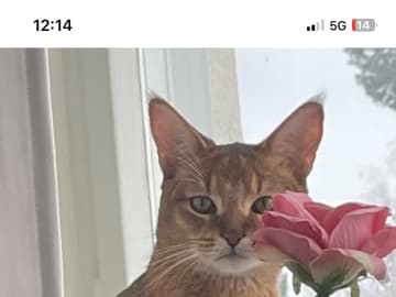 Chausie · Järfälla · Elia Y.