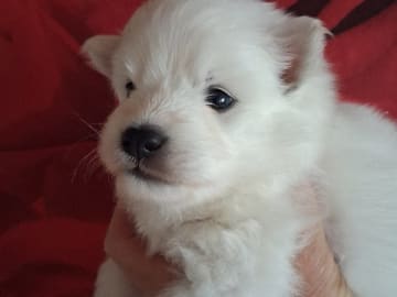 Japansk spets · Kristdala · Kennel Alegros