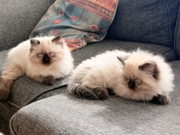 Ragdoll · Varberg · Abdulelah A.