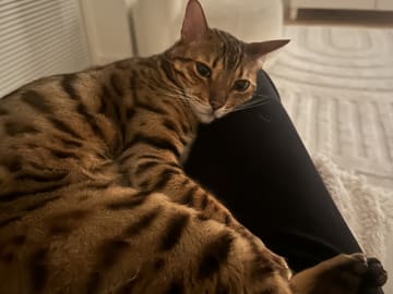 Bengal · Sundbyberg · Emina A.
