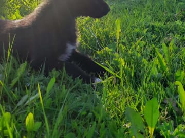 Alaska husky · Trångsviken · Markus E.