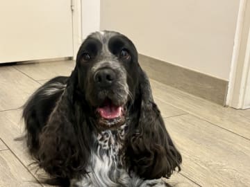 Cocker spaniel · Lunderskov · Britta Nytoft