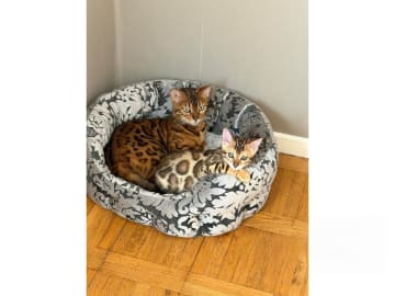 Bengal · Strängnäs · S*Retrivers