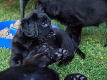 Flatcoated retriever · Edsbyn · Caci's