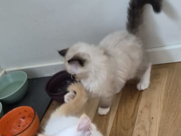 Ragdoll · Vällingby · Stardust