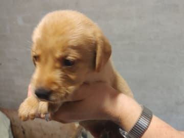 Labrador retriever · Holstebro · Mogens Olivarius