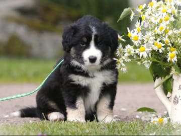 Miniature american shepherd · Hjo · Amazing Sun Fairy