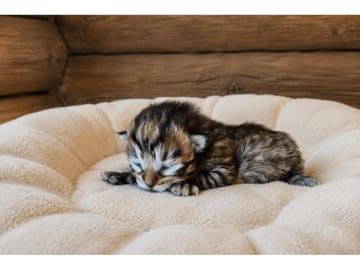Sibirisk katt · Hofors · SE*Fazette's