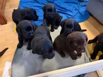 Labrador retriever · Huddinge · Apitas Hundar