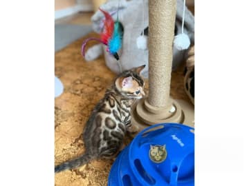 Bengal · Strängnäs · S*Retrivers