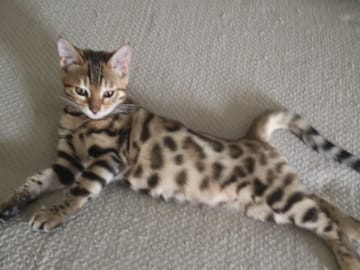 Bengal · Sollebrunn · SE*Tissan's