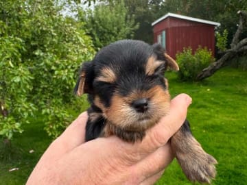 Yorkshireterrier · Södertälje · Pure Silverline