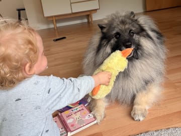 Keeshond · Nordborg · Caroline P.