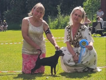 Dvärgpinscher · Huddinge · Geordani's