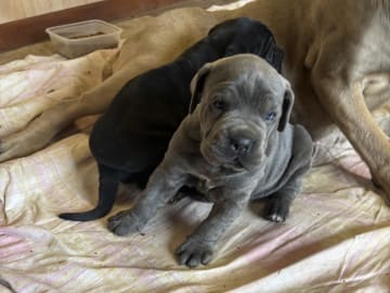 Cane corso · Västerås · Lucy