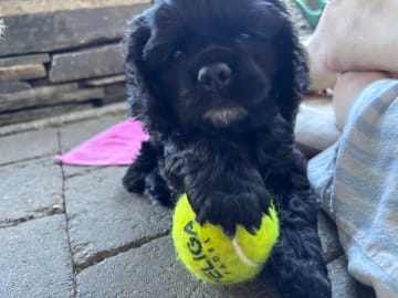 Amerikansk cocker spaniel · Auli · Sanichaya Sonsri