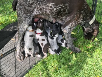 Tysk ruhåret hønsehund · Videbæk · Tanja J.