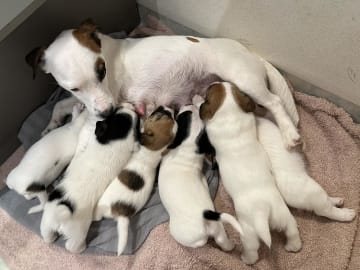 Limelight Kennels