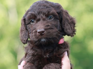 Bernedoodle · Spekeröd · Hagendalens