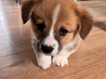 Welsh corgi pembroke · Ballangen · Stokkenes