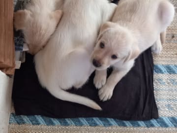 Labrador & Golden doodle · Munkfors · Joakim S.