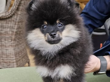 Pomeranian · Enköping · Pomsik Rakaaig