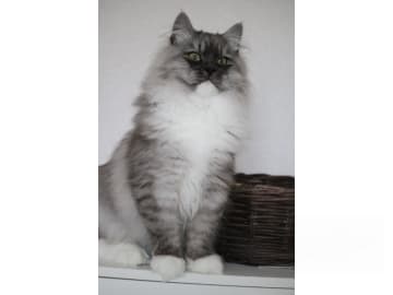 Sibirsk skogkatt · Forsa · S*Vänorten's