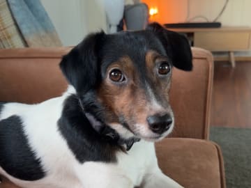 Jack russell terrier · Lysøysundet · Karin O.