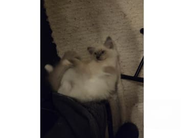 Ragdoll · Vårby · SE*Ragsu's