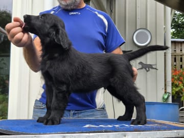 Flatcoated retriever · Hunnebostrand · Inspirations