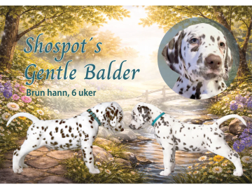 Dalmatiner · Frekhaug · Kennel Shospot