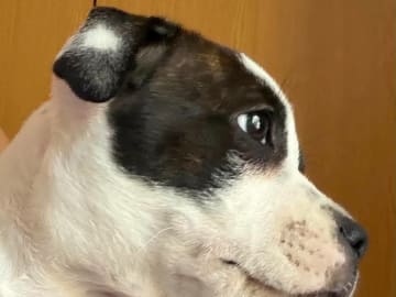 Staffordshire bullterrier · Ljungby · Smålandsstaffar