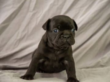 French Bulldog · Munka-ljungby · Skogslyckan