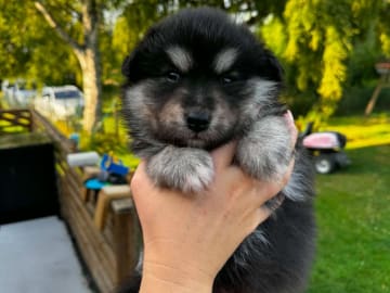 Finsk lapphund · Mjölby · World's Wildest