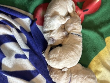 Goldendoodle · Västerlanda · Lugnets kennel