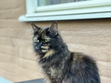 Norwegian Forest · Uppsala · Yvonne L.
